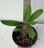Euphorbia Milii Midori Crown of Thorns – Starter Cutting