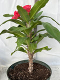 Euphorbia Milii SANHAM CHAI Crown of Thorns Corona de Cristo Rare & New
