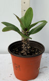 Euphorbia Milii TOP MILLIONAIRE (Yod Sethee) Crown of Thorns Corona de Cristo
