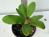 Euphorbia Milii TOP MILLIONAIRE (Yod Sethee) Crown of Thorns Corona de Cristo