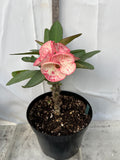 Euphorbia Milii PHETKASEM Crown of Thorns Corona de Cristo Thai Hybrid