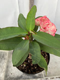 Euphorbia Milii PHETKASEM Crown of Thorns Corona de Cristo Thai Hybrid