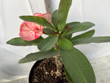 Euphorbia Milii PHETKASEM Crown of Thorns Corona de Cristo Thai Hybrid