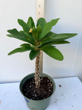 Euphorbia Milii ORANGE TANGERINE Crown of Thorns Corona De Cristo Cactus Poysean Thai Hybrid