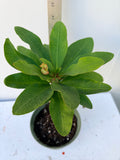 Euphorbia Milii ORANGE TANGERINE Crown of Thorns Corona De Cristo Cactus Poysean Thai Hybrid