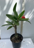 Euphorbia Milii LUCK SAP Crown of Thorns Corona De Cristo Thai Hybrid