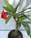 Euphorbia Milii LUCK SAP Crown of Thorns Corona De Cristo Thai Hybrid
