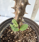 Euphorbia Milii LUCK SAP Crown of Thorns Corona De Cristo Thai Hybrid