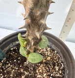 Euphorbia Milii LUCK SAP Crown of Thorns Corona De Cristo Thai Hybrid