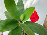 Euphorbia Milii LUCK SAP Crown of Thorns Corona De Cristo Thai Hybrid
