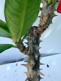 Euphorbia Milii LUCK SAP Crown of Thorns Corona De Cristo Thai Hybrid