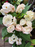 Euphorbia Milii Desiree Crown of Thorns – Starter Cutting
