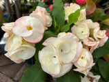 Euphorbia Milii Desiree Crown of Thorns – Starter Cutting