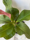 Crown of Thorns 'Angelique' Euphorbia Milii Corona de Cristo Cactus Plant