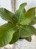 Crown of Thorns 'Angelique' Euphorbia Milii Corona de Cristo Cactus Plant