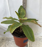 Euphorbia Milii ANGELONA Crown Of Thorns Corona de Cristo Rare