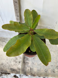 Euphorbia Milii ANGELONA Crown Of Thorns Corona de Cristo Rare