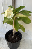 Euphorbia Milii WHITE VARIETY 'White Pom Pom ' Crown Of Thorns Corona de Cristo Rare