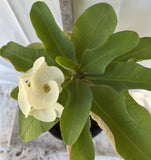 Euphorbia Milii WHITE VARIETY 'White Pom Pom ' Crown Of Thorns Corona de Cristo Rare