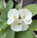 Euphorbia Milii WHITE VARIETY 'White Pom Pom ' Crown Of Thorns Corona de Cristo Rare