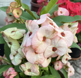 Euphorbia Milii "First Lady II" Crown Of Thorns Corona de Cristo Thai Hybrid