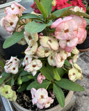 Euphorbia Milii "First Lady II" Crown Of Thorns Corona de Cristo Thai Hybrid