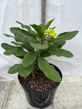 Euphorbia Milii MOON SHADOW Crown of Thorns Corona de Cristo