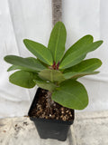 Euphorbia Milii PINK MILLIONAIRE Crown of Thorns Corona de Cristo Rare