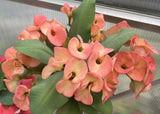 Euphorbia Milii TEQUILA SUNRISE Crown of Thorns Corona De Cristo