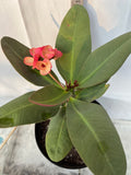 Euphorbia Milii JAN JAO Crown of Thorns  Corona de Cristo