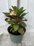 Euphorbia Milii Charoen Lap Crown of Thorns  Corona de Cristo