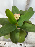 Euphorbia Milii Charoen Lap Crown of Thorns  Corona de Cristo