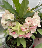 Euphorbia Milii BABY'S BREATH Crown of Thorns Corona de Cristo Cactus/Succulent