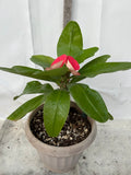 Euphorbia Milii THE EMPRESS  Crown of Thorns Corona De Cristo Poysean Thai Hybrid