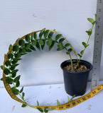 Hoya Cummingiana Porcelain Flower Honey Plant Wax Vine Flor de Cera Indoor Plant
