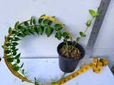 Hoya Cummingiana Porcelain Flower Honey Plant Wax Vine Flor de Cera Indoor Plant