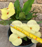 Euphorbia Milii MEGA YELLOW Crown of Thorns Corona de Cristo Poysean Super Giant Bloom