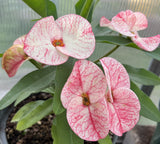 Euphorbia Milii "Cerise" Crown Of Thorns Thai Hybrid Corona de Cristo