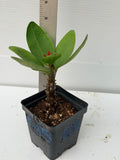 Euphorbia Milii CHOMPO SETHEE Super Giant Crown of Thorns Corona de Cristo