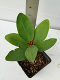 Euphorbia Milii CHOMPO SETHEE Super Giant Crown of Thorns Corona de Cristo