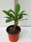 Euphorbia Milii "Lucky Pinky" — Thai Hybrid, Season‑Changing Crown of Thorns