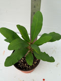 Euphorbia Milii "Lucky Pinky" — Thai Hybrid, Season‑Changing Crown of Thorns