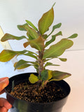 Euphorbia Milii UDOM PHON Crown of Thorns Corona de Cristo Cactus Thai Hybrid