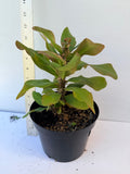 Euphorbia Milii UDOM PHON Crown of Thorns Corona de Cristo Cactus Thai Hybrid