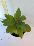 Euphorbia Milii UDOM PHON Crown of Thorns Corona de Cristo Cactus Thai Hybrid