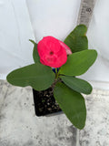 Euphorbia Milii CHOMPO SETHEE Super Giant Crown of Thorns Corona de Cristo