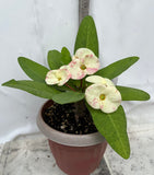 Euphorbia Milii RAMA 2 Crown Of Thorns  Poysean Corona De Cristo