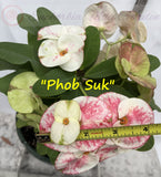 Euphorbia Milii PHOB SUK Crown of Thorns Corona de Cristo Premium Hybrid