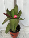 Euphorbia Milii PRECIOUS RUBY (Tub Tim Chan) Crown of Thorns Thai Hybrid