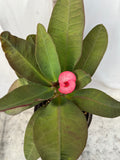 Euphorbia Milii PRECIOUS RUBY (Tub Tim Chan) Crown of Thorns Thai Hybrid